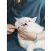 Mind Up Toothbrush Micro Head for Cats - Made in Japan by Nyanko Care - Buy Online on GoSupps.com