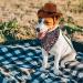 Hacraho Pet Cowboy Costume | Adjustable Dog Cowboy Hat & Blue Paisley Bandana for Small Dogs & Cats - Western Accessories & Photo Props - Buy Online on GoSupps.com
