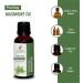 Mugwort Oil 100% Pure Essential Oil | Artemisia Vulgaris Therapeutic Grade | 15ML Natural & Undiluted - Buy Online on GoSupps.com