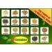 Link Natural Ceylon Ayurvedic Herbal Tea - Natural Samahan Tea Mad with 14 Natural Herbs (Pack of 50) - Buy Online on GoSupps.com