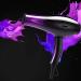 ADITAM Hair Dryer 1000W Negative Ionic Fast Dry Low Noise Blow Dryer Professional Salon Hair Dryers 2 Speed and 3 Heat Settings Double The Comfort - Buy Online on GoSupps.com