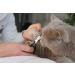 High-Quality Claw Scissors for Cats - Safe & Easy Nail Care for Beginners - International Shipping - Buy Online on GoSupps.com