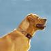 Buy Taglory Soft Padded Neoprene Dog Collar for Extra Large Dogs - Adjustable Reflective Training Collar - Brown XL (1 Pack) - International Shipping Available - Buy Online on GoSupps.com