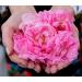 Rose Micellar Water 150 ml - Buy Online on GoSupps.com