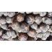 Snot Apple Goron Tula Miracle Fruit Azanza Garckeana Organic Kayamata Sweet Fruit - About 15 - 18 Small Seeds - 105g