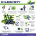 Bilberry Lutein & Grape Seed Tablets | Vision Care & Antioxidant | 500 Count - Buy Online on GoSupps.com