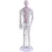 harayaa Human Body Point as described Male - Buy Online on GoSupps.com