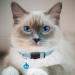 Hepplly 2-Pack Reflective Cat Collars with Bell - Quick Release Kitten Collars (Light Blue) - International Shipping Available - Buy Online on GoSupps.com