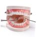 Kichouse Toy 1 PC Tooth Model - Standard Typodonto Dental Health Model for Kids | Eco-Friendly Plastic - Buy Online on GoSupps.com