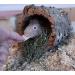 Natural Cork Ring for Birds & Small Animals | Ideal for Budgies Parrots & More | Eco-Friendly Climbing & Playing Toy - Buy Online on GoSupps.com