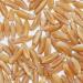 ORGANIC Khorasan wheat 5kg - directly from the farm - from controlled organic cultivation