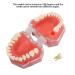 Gingiva Model for Dental Education | Removable Teeth & Soft Oral Teaching Aid for Dental Practice - Shop Internationally - Buy Online on GoSupps.com