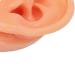 Waterproof Simulated Teaching Ear Model for Doctors - Long Lasting Artificial Ear - Buy Online on GoSupps.com