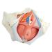 Buy Wellden Medical Anatomical Female Pelvis Model - Life-Size 6-Part with Removable Organs & Nerves - International Shipping Available - Buy Online on GoSupps.com