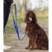 Police style dog training lead 6ft Multiple colours (Blue) - Buy Online on GoSupps.com