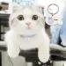 Personalized Engraved Cat Collars - Custom Stainless Steel ID Tags for Your Cat | Call My Mom Cat - 1 - Buy Online on GoSupps.com
