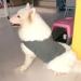 Beautyhe Dog Coat - Anti-Stress Vest for Dogs | Medical Recovery Suit & Calming Jacket - Light Gray Size 31 - Buy Online on GoSupps.com