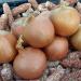 1M semi of Conventional and Organic Talon Onion - Buy Online on GoSupps.com