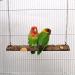 Nynelly Bird Swing for Pets - Natural Wood Parrot Cage Toy for Canaries & Small Birds - Buy Online on GoSupps.com