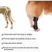 Dog Knee Brace 2-Pack Dog Leg Brace with Bimetallic Spring Bars Canine Rear Hock Support Protects Wounds Heals and Prevents Injuries and Sprains Helps with Loss of Stability Caused by Arthritis (M) - Buy Online on GoSupps.com
