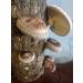 Grow Your Own Shiitake Mushrooms - 12 Log Kit - Buy Online on GoSupps.com