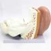 5X Enlargement Human Ear Anatomy Model - Ear Joint Simulation Model Professional PVC Outer Middle Inner Ear Model with Base for Medical Demonstration A - Buy Online on GoSupps.com