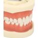Teeth Model - Teaching Standard Typodont Demonstration Model with 32 Teeth & Soft Gums | Learn Tooth Morphology | International Shipping Available - Buy Online on GoSupps.com