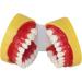 Teaching Dental Model for Children | Adult Standard Mouthwash Model & Accessories | Ideal for Dentistry Students & Patients | Unterric - Buy Online on GoSupps.com