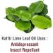 Kaffir Lime Leaf Oil (Citrus Hystrix) 100% Natural Pure Undiluted Uncut Carrier Oil 30ml Kaffir Lime Leaf 30 ml - Buy Online on GoSupps.com