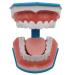 Dental Model Large Oral Brushing Template Six Times Standard Teeth Template Children's Model Dental Brushing Teaching Tooth Model Mold