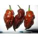 Portal Cool 100 pc/sacchetto Nero Peppers Semi di Cioccolato al peperoncino Speciale di Colore Paprica - Buy Online on GoSupps.com