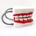 LBYLYH Life-Size Teeth Model | Natural Human Mouth Training Material | Adult Toothbrush Demonstration - Buy Online on GoSupps.com