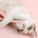 Simulated Cat Tongue Grooming Comb - Pink Cat Massage Tool for Daily Hair Care | International Shipping - Buy Online on GoSupps.com