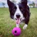 Chew King Fetch Balls Pack of 3 - Durable Dog Toy Balls - Buy Online on GoSupps.com
