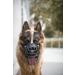 Dingo Gear Rubberized Metal Muzzle for Small German Shepherd - Comfortable & Professional Design for Long Walks | S03040 - Buy Online on GoSupps.com