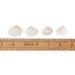 Small White Clam Seashells - Pack of 1 | Natural DIY Craft and Home Decor Vase Fillers - Buy Online on GoSupps.com