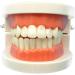 Standard Teeth Model Typodont - Ideal for Demonstration & Teaching | Children's Learning Tool - Buy Online on GoSupps.com