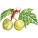 Maui Medicinal Herbs Noni Leaf/Kukui Nut Oil 1oz - Buy Online on GoSupps.com