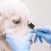 Double-Sided Pet Eye Comb & Tear Stain Remover for Dogs & Cats - Buy Online on GoSupps.com