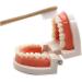 TOSSPER 1set False Tooth Mold Children Early Learning Kids Intelligence Brushing Tooth Teaching Aids Simulated Prop One Size - Buy Online on GoSupps.com