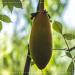 Premium Bio Baobab Powder 500g - Organic Adansonia - Certified Quality - Biobaobab - Eco-Friendly Shipping Worldwide - Buy Online on GoSupps.com