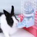 Diyife Rabbit Water Bottle 500ml/17oz - Non Drip Guinea Pig, Hamsters, Bunny, Chinchilla, Hedgehog, Squirrel, Ferret Water Dispenser - Blue - Buy Online on GoSupps.com