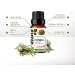 SensLAB 100% Pure Cypress Essential Oil - Therapeutic Grade for Diffuser and Humidifier - Relaxation and Skin Care - 10ml - Buy Online on GoSupps.com
