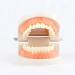 Teach Study Adult Standard Demonstration Teeth Model Flesh Pink