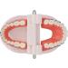 Buy Typodont & Demonstration Tooth Model | Educational Dental Training Tools for Labs - Buy Online on GoSupps.com