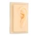 Buy Earl Model Silicone Acupuncture Ear - Natural Size Soft & Shiny - Perfect for Teaching (Left) - Buy Online on GoSupps.com