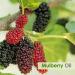 Mulberry Oil (10ml) Pure Natural and Cold Pressed Mulberry Oil | for Diffusers Soap Making Candles Lotion Home Scents Bath Bombs DIY Homemade Products - Grade - 100 ML Mulberry 100 ml - Buy Online on GoSupps.com