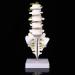 Buy Lumbar Model Utensil Tool for Spine - Essential Lumbar Spine Model & Back Braces | International Shipping Available - Buy Online on GoSupps.com