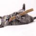 tiopeia 30 PCS Cat Catnip Sticks Natural Matatabi Chew Sticks as Dental Treat Teeth Grinding Chew Toys for Cat Kitten Kitty - Buy Online on GoSupps.com