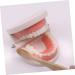 Buy Educational Dental Toys for Kids | Interactive Tooth Models for Early Dental Education - Buy Online on GoSupps.com